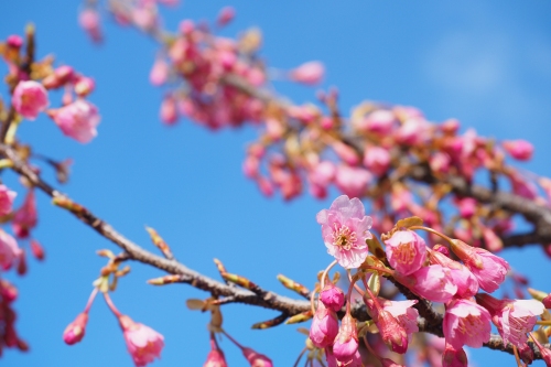 舘山寺桜