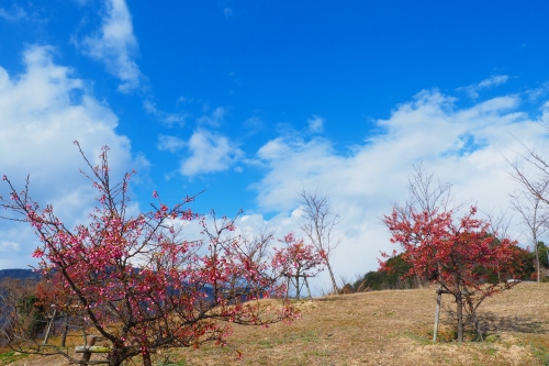 舘山寺桜