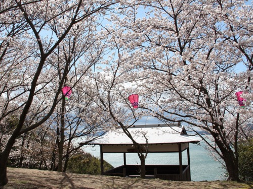 城山桜公園