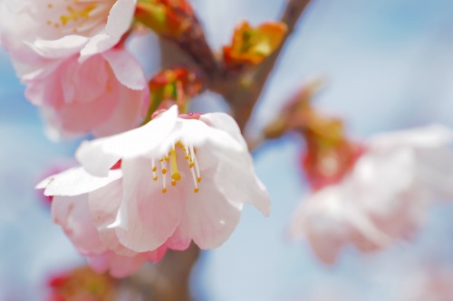 常光寺桜