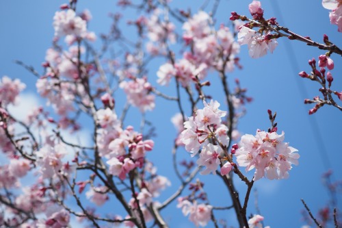 江戸彼岸桜