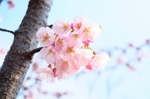 常光寺桜