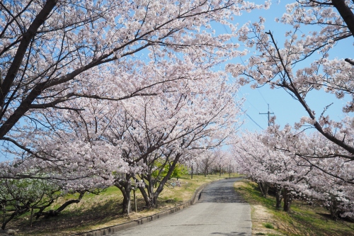 城山桜公園