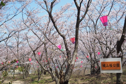 城山桜公園