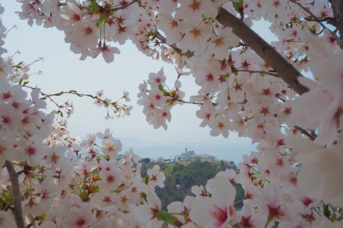 城山桜公園