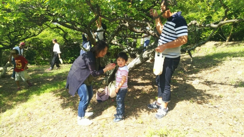 スモモ狩り