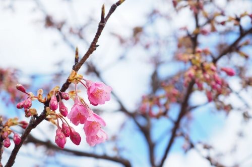 舘山寺桜