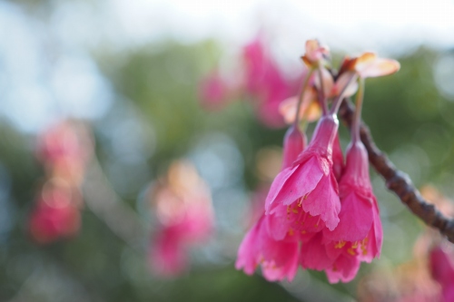 寒緋桜