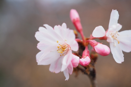 十月桜