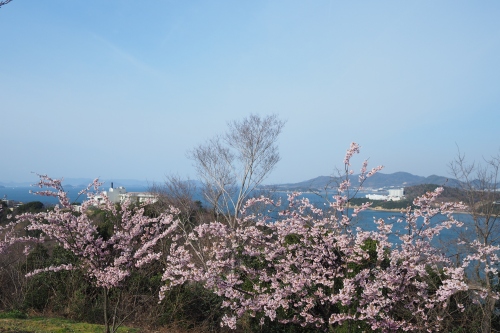 常光寺桜