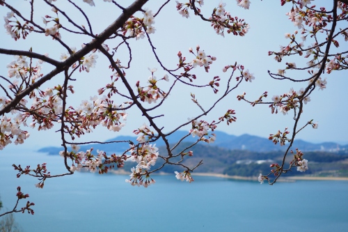 城山桜公園