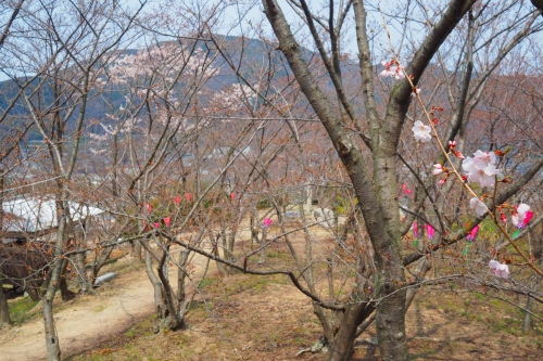 城山桜公園