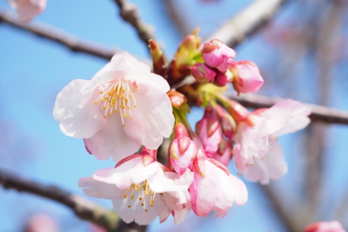 常光寺桜