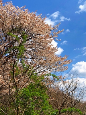 3.31_山桜