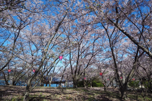 城山桜公園