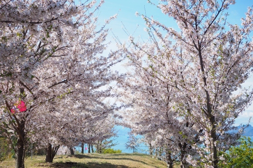 城山桜公園