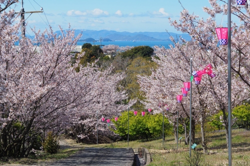 城山桜公園