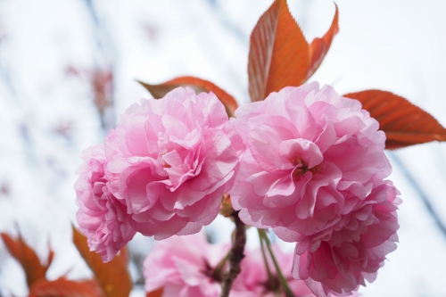 八重桜