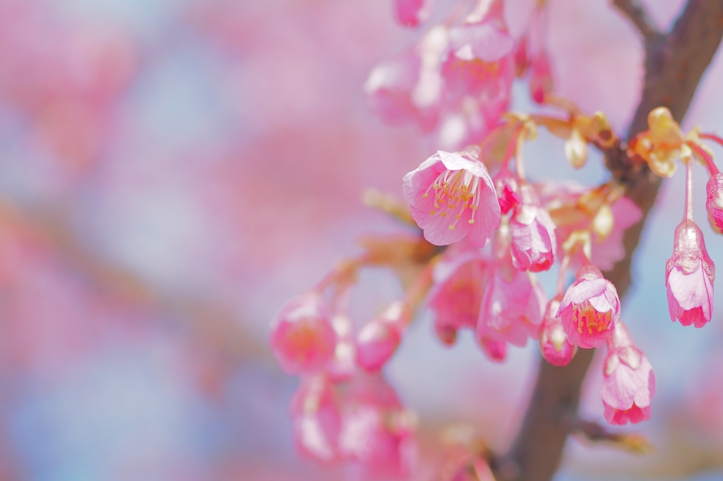 舘山寺桜