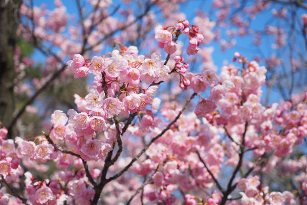 椿寒桜