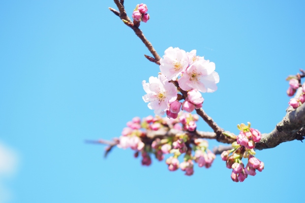 常光寺桜