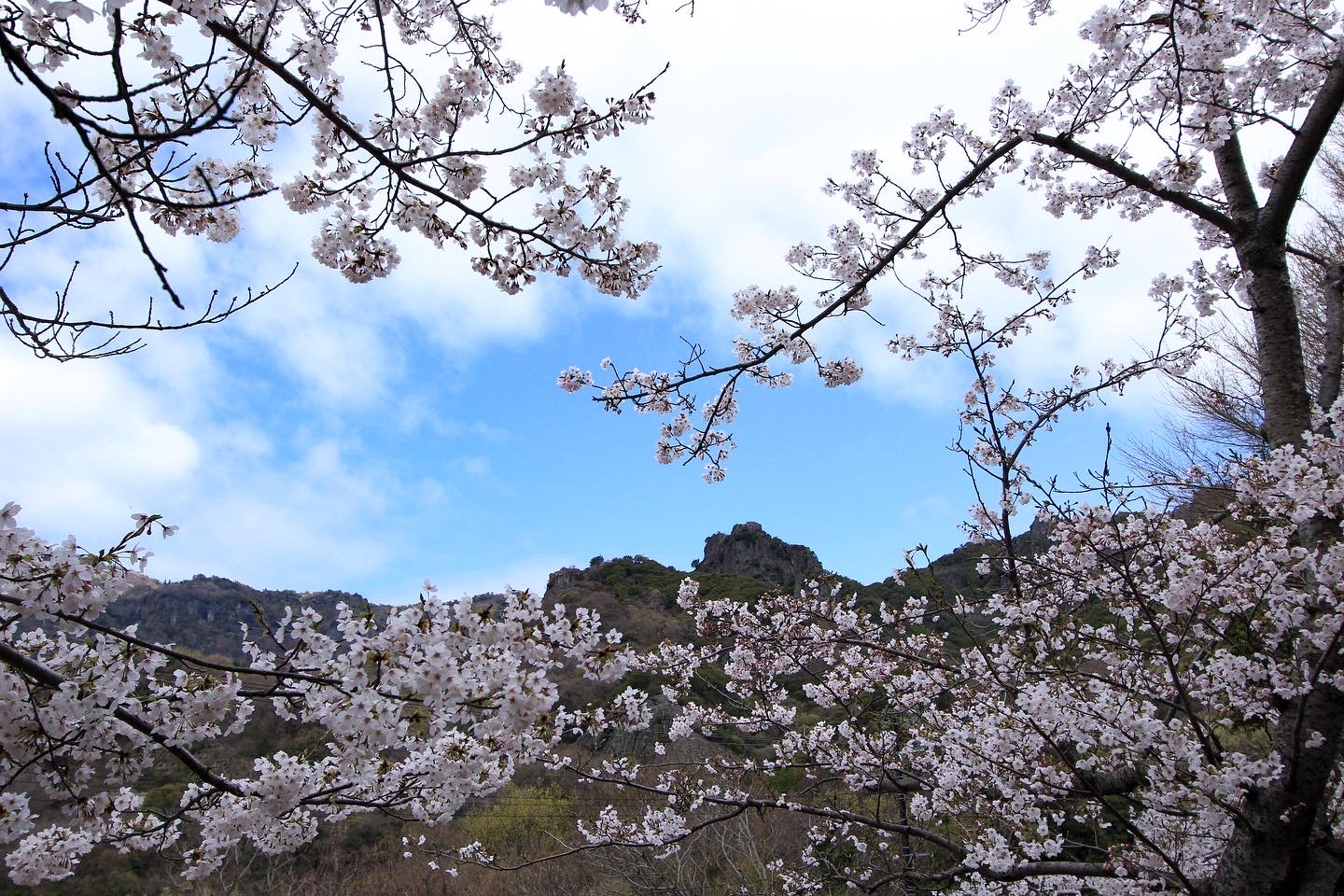 山麓にある山岳霊場の染井吉野_03.29