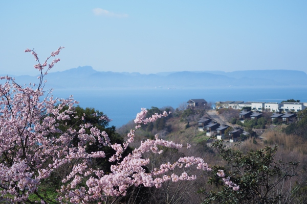 常光寺桜