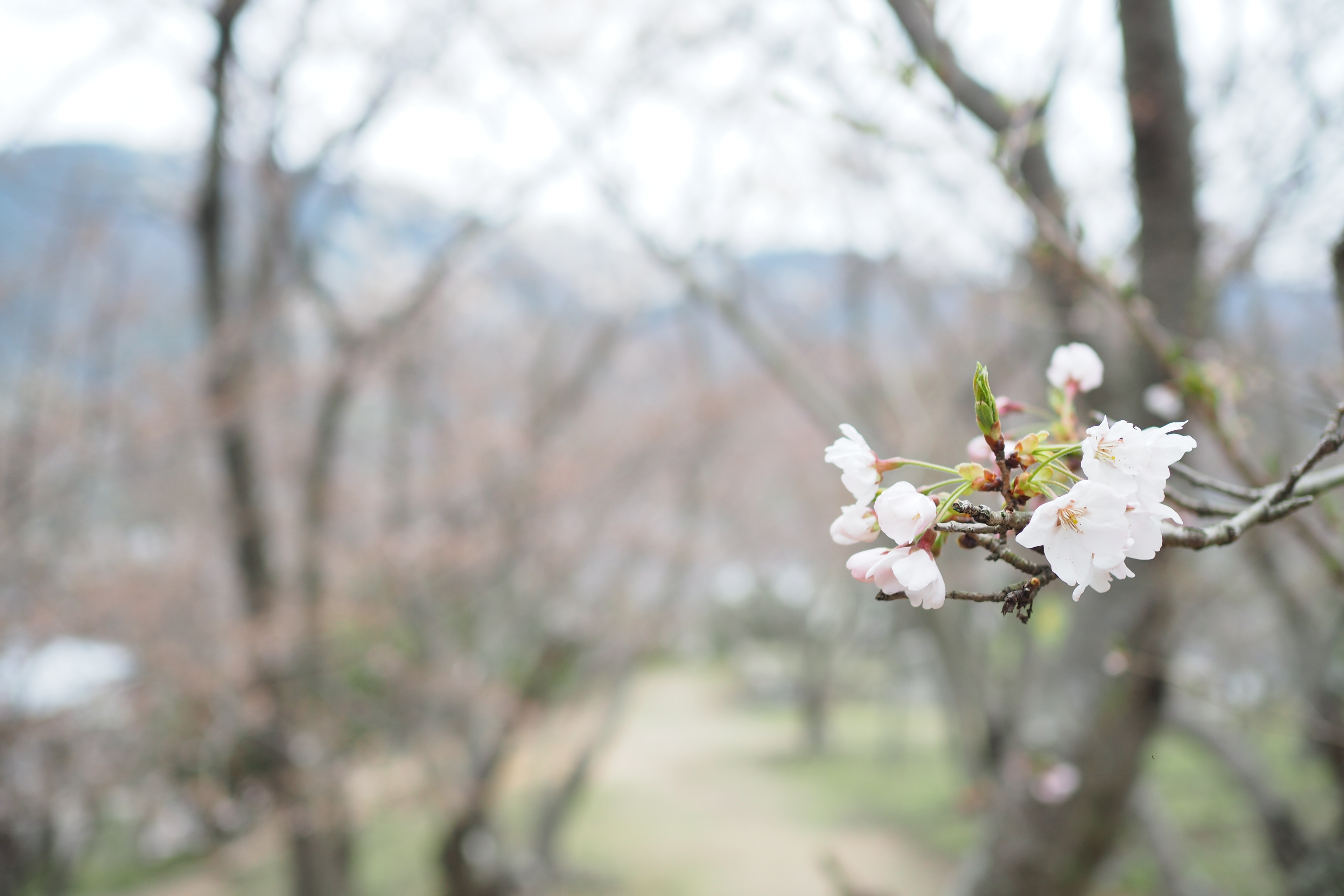 城山桜公園