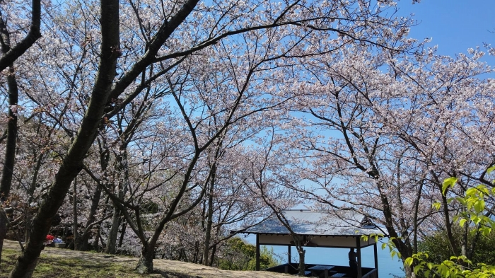 城山桜公園