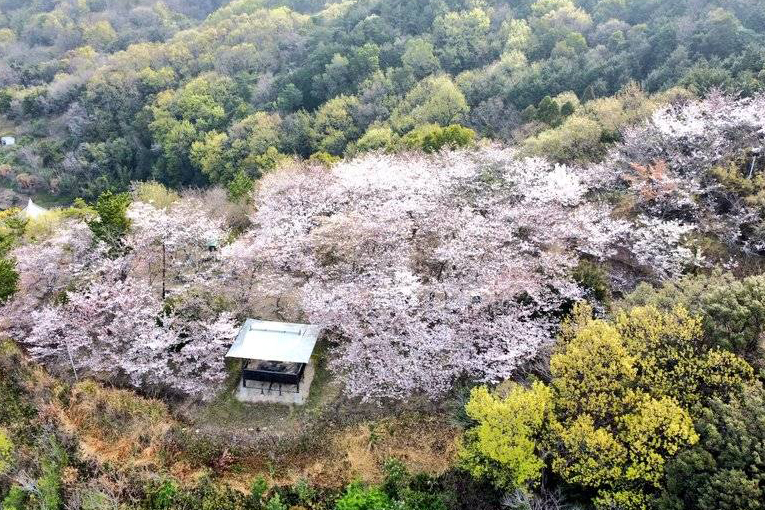 城山桜公園