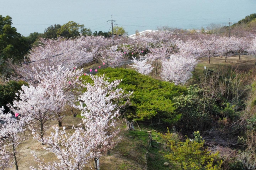 城山桜公園