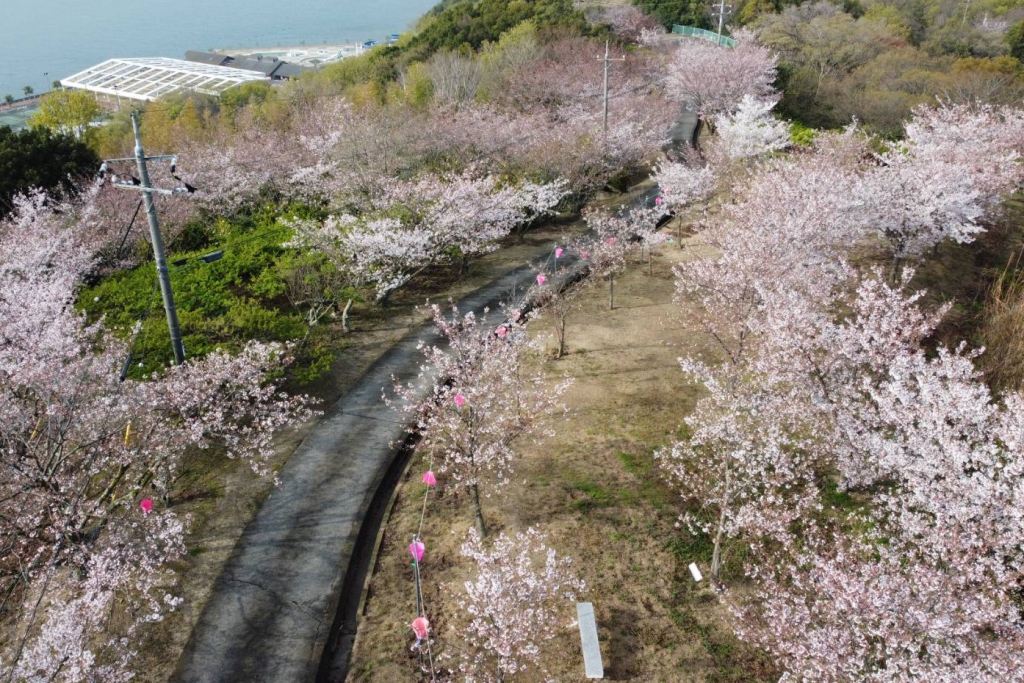 城山桜公園