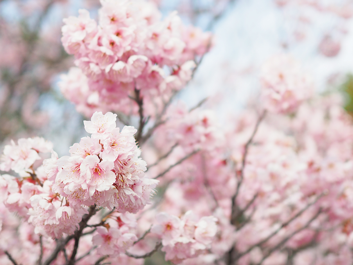 椿寒桜