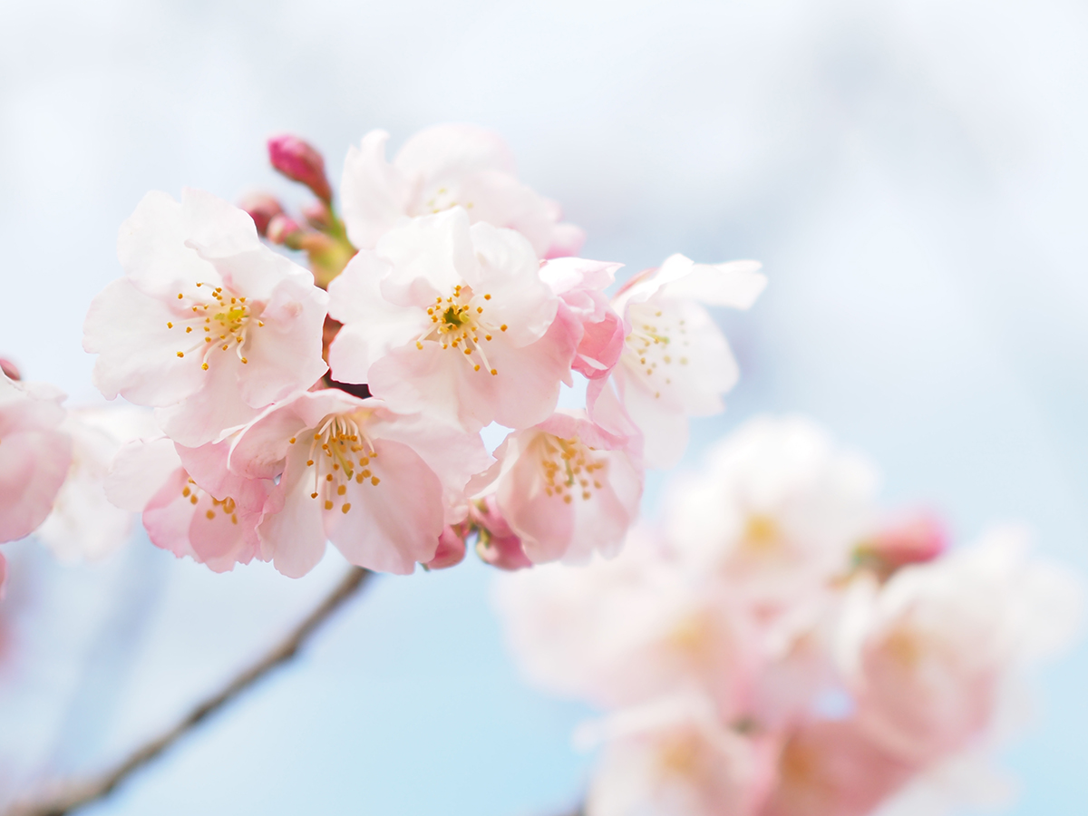 常光寺桜