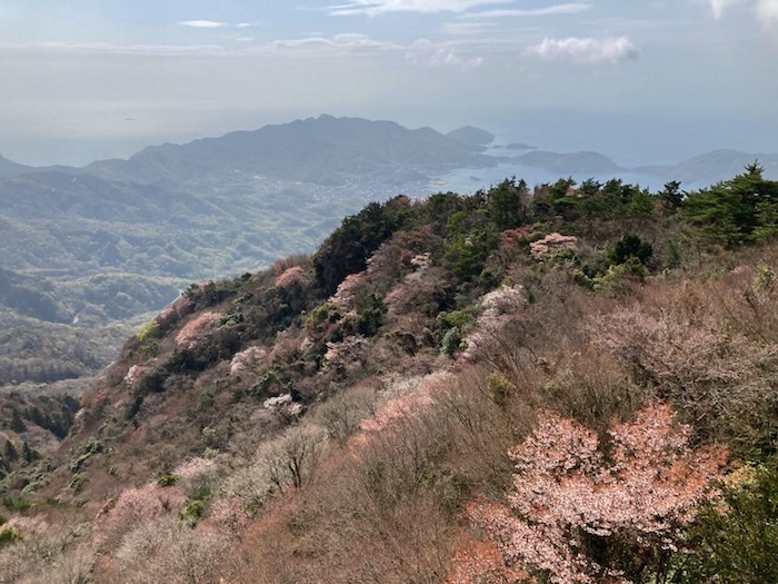 四方指大観峰の山桜_21.04.03