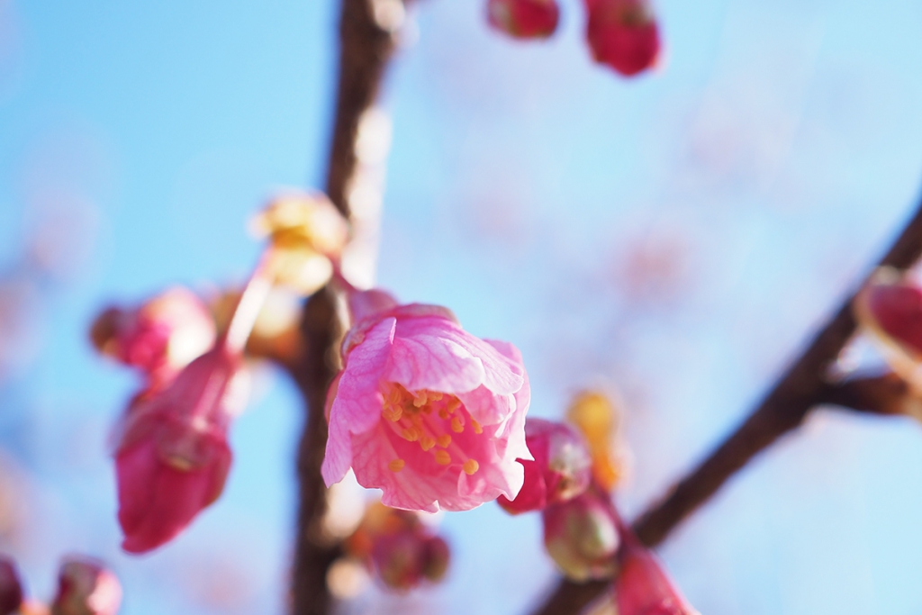 舘山寺桜