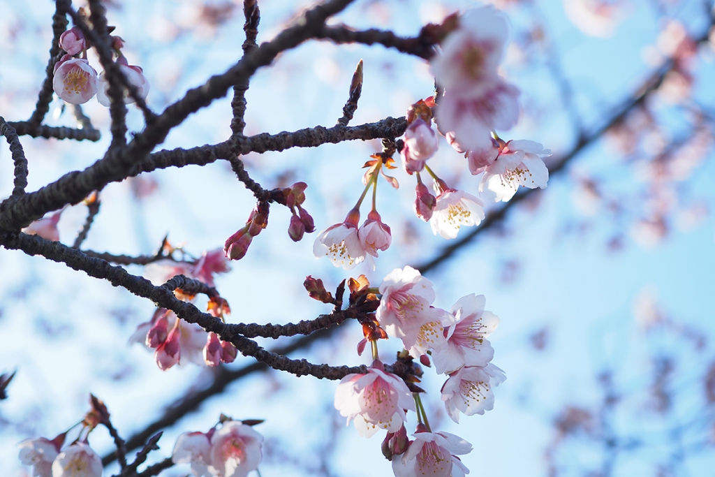 寒桜