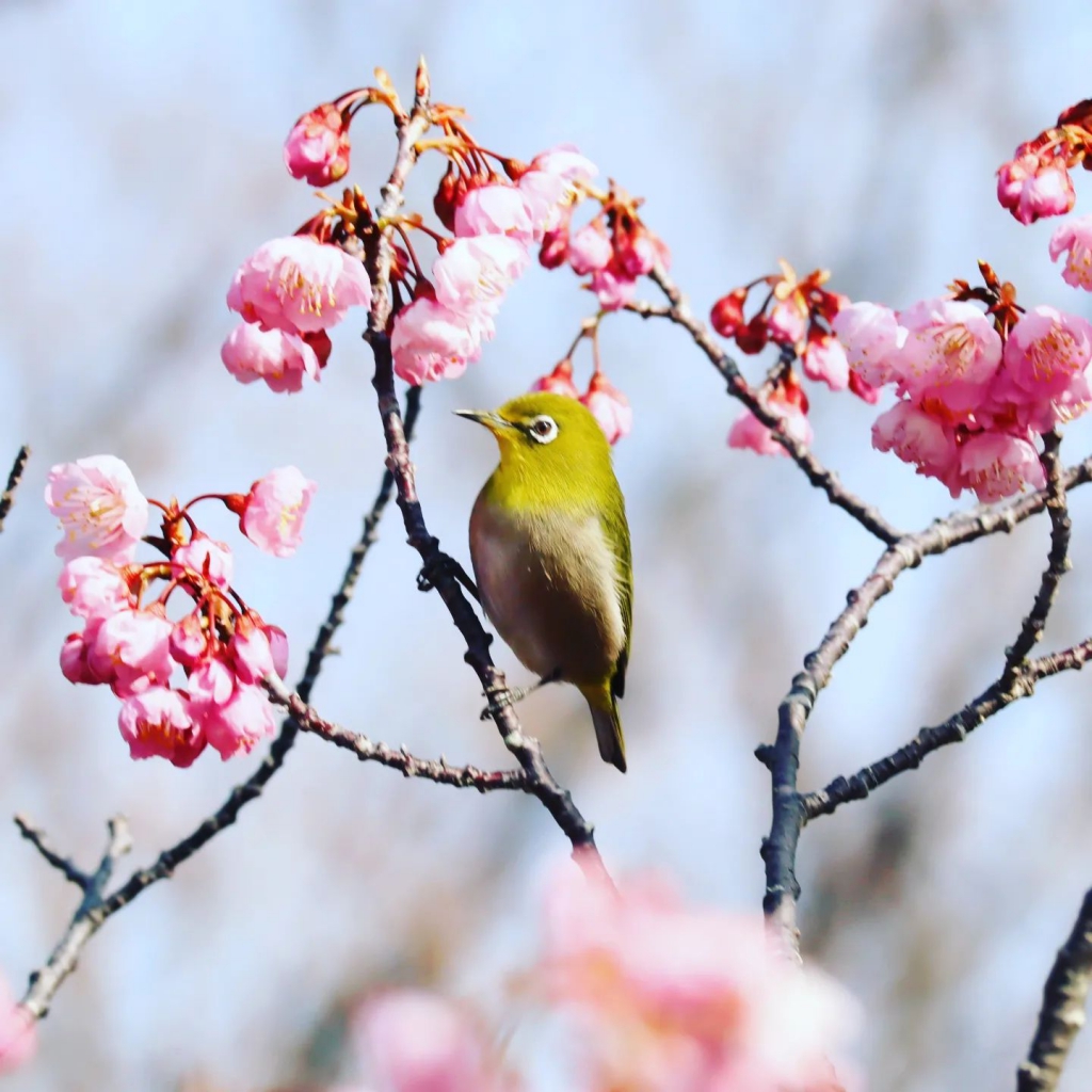 桜とメジロ