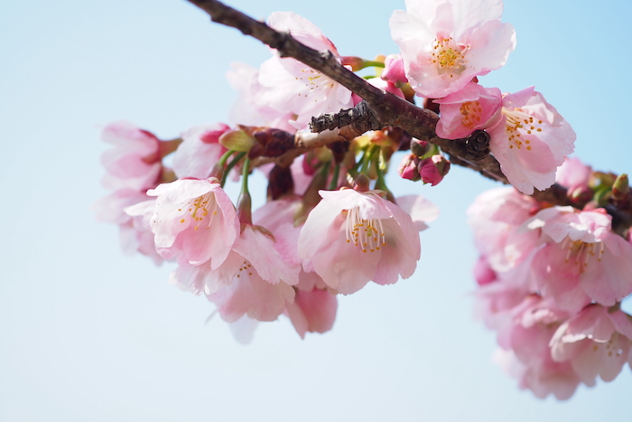 常光寺桜