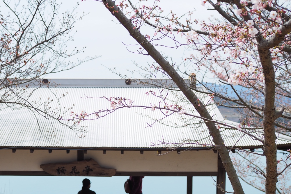 城山桜公園