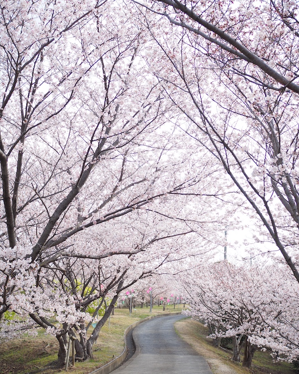 城山桜公園