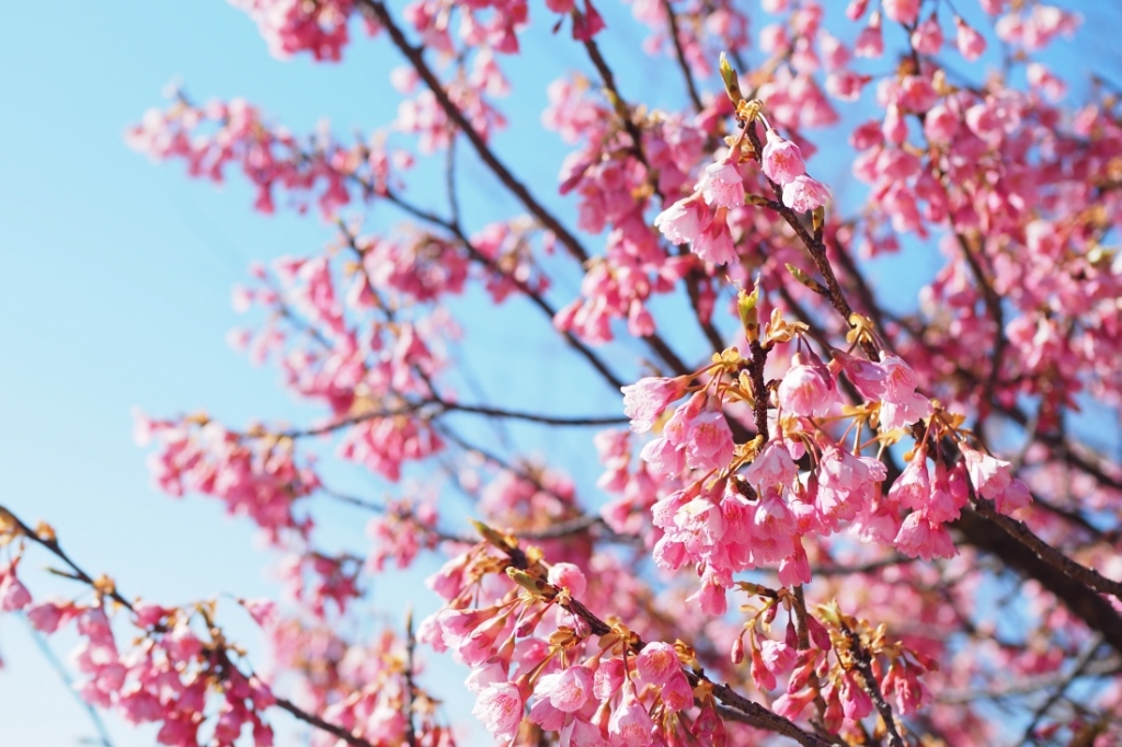 舘山寺桜