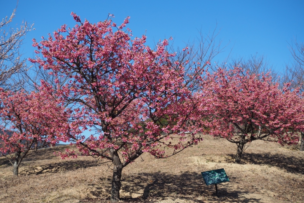 舘山寺桜