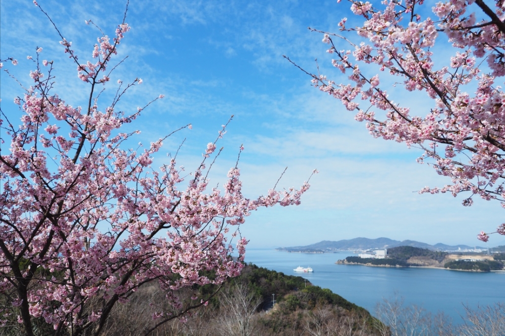 常光寺桜