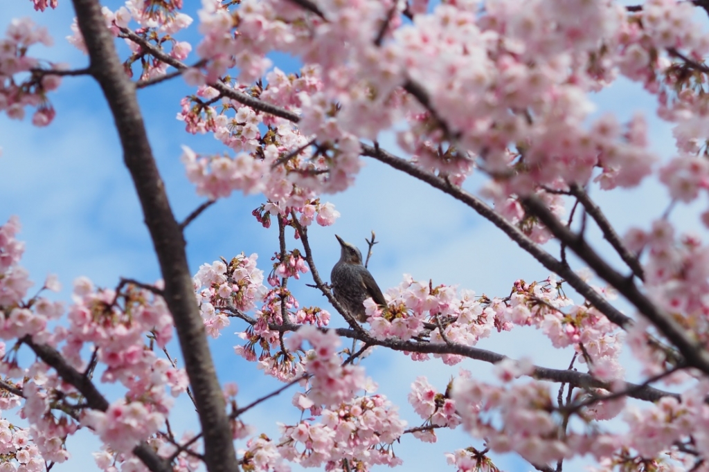 常光寺桜