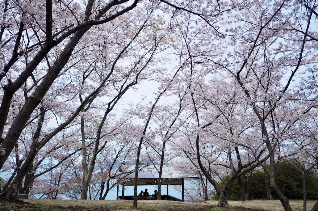 城山桜公園