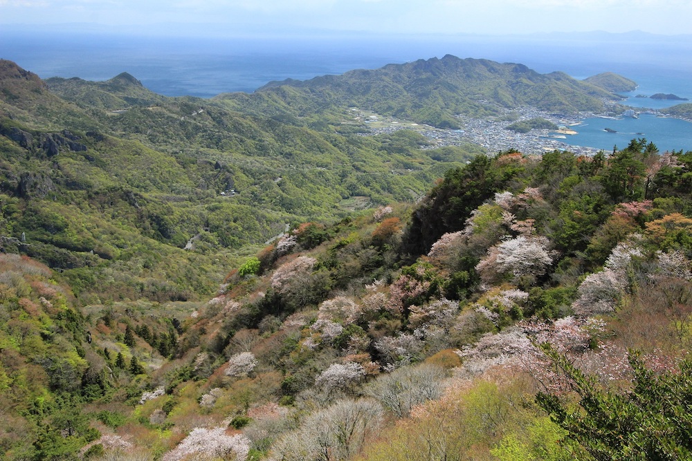 04.08_四方指大観峰の山桜