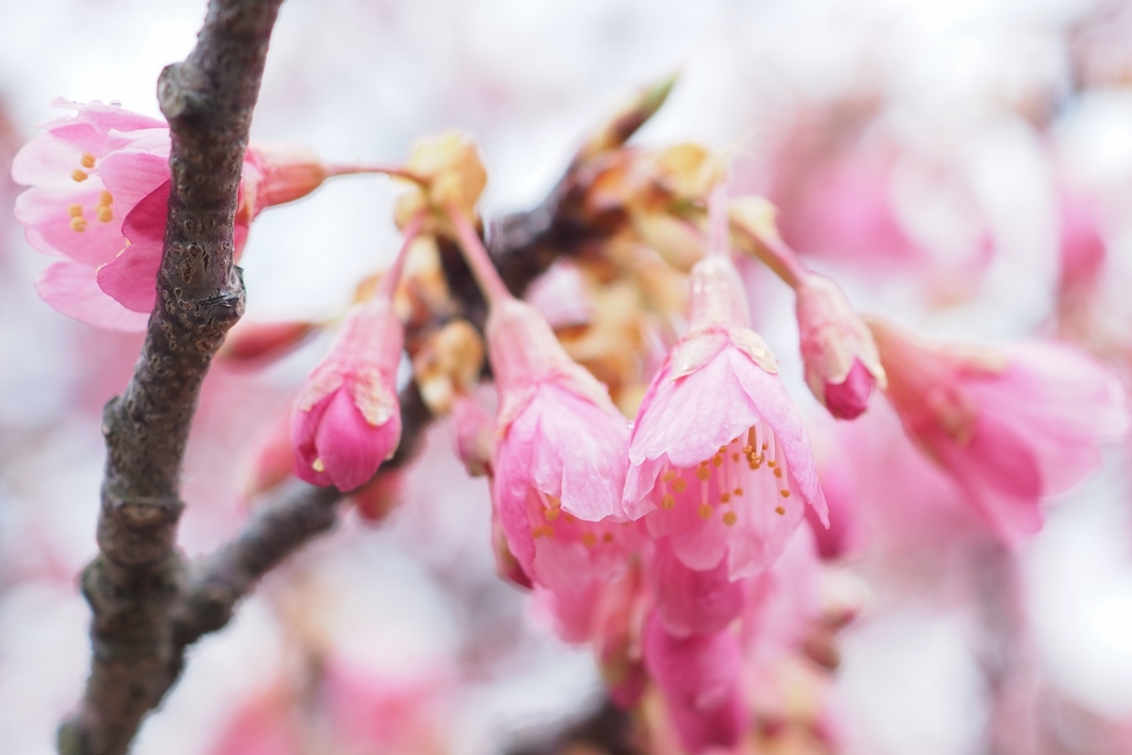 舘山寺桜