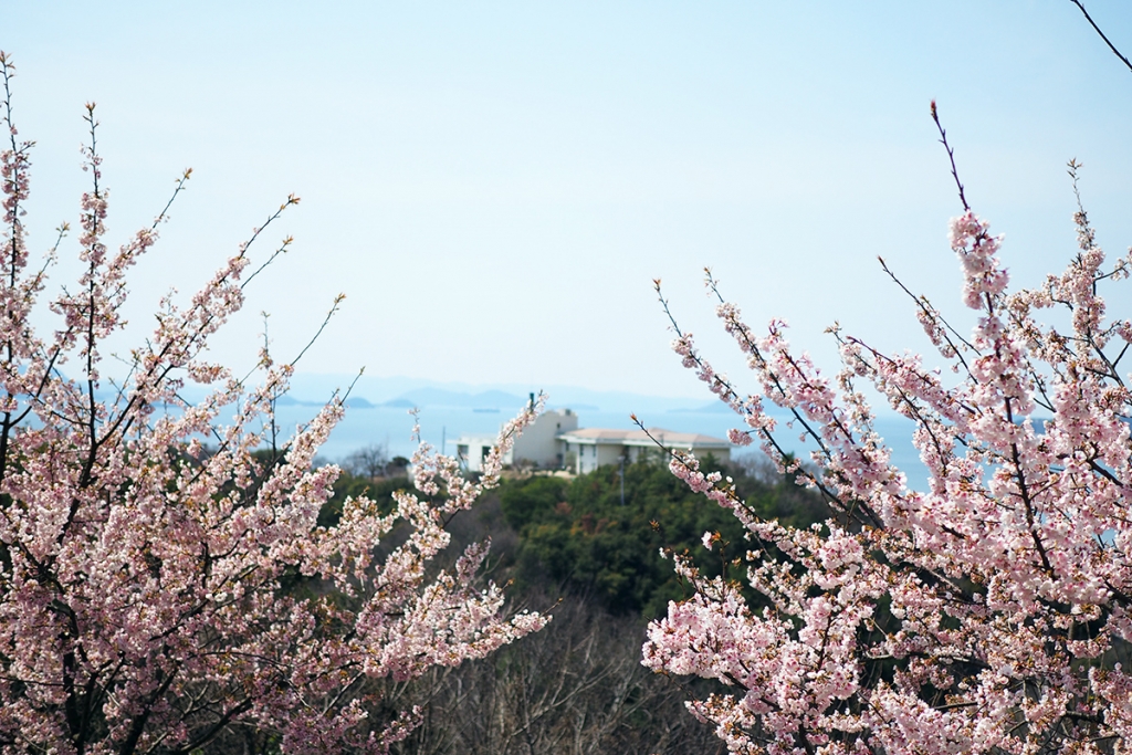 常光寺桜