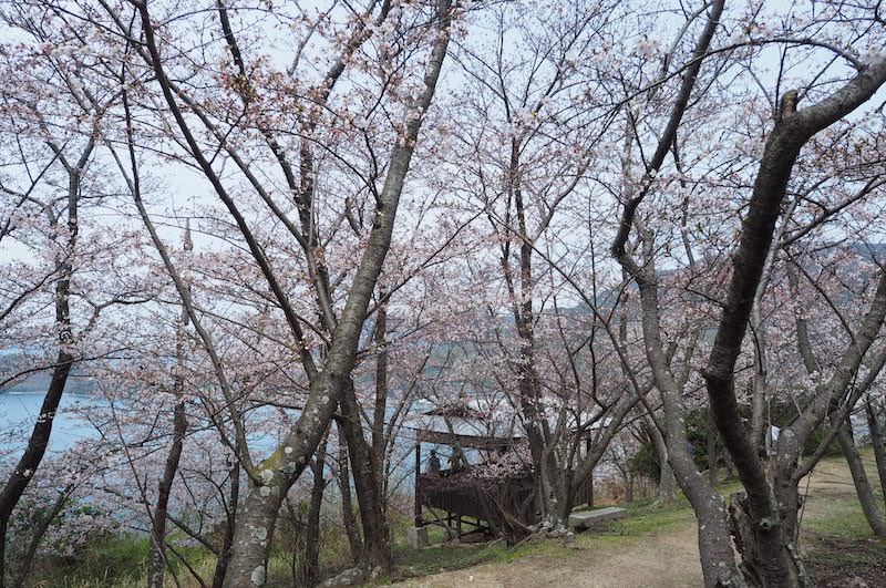 城山桜公園